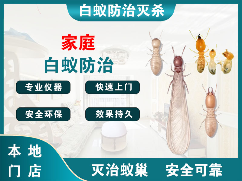 无锡市家庭白蚁防治
